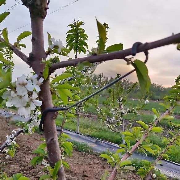 Adjustable Fruit Tree Branch S - đánh giá và giá Bonsai Garden Plants