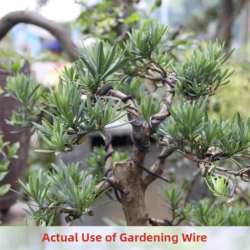 1.5MM Bonsai Wires Aluminum Bo - đánh giá và giá Bonsai Garden Plants